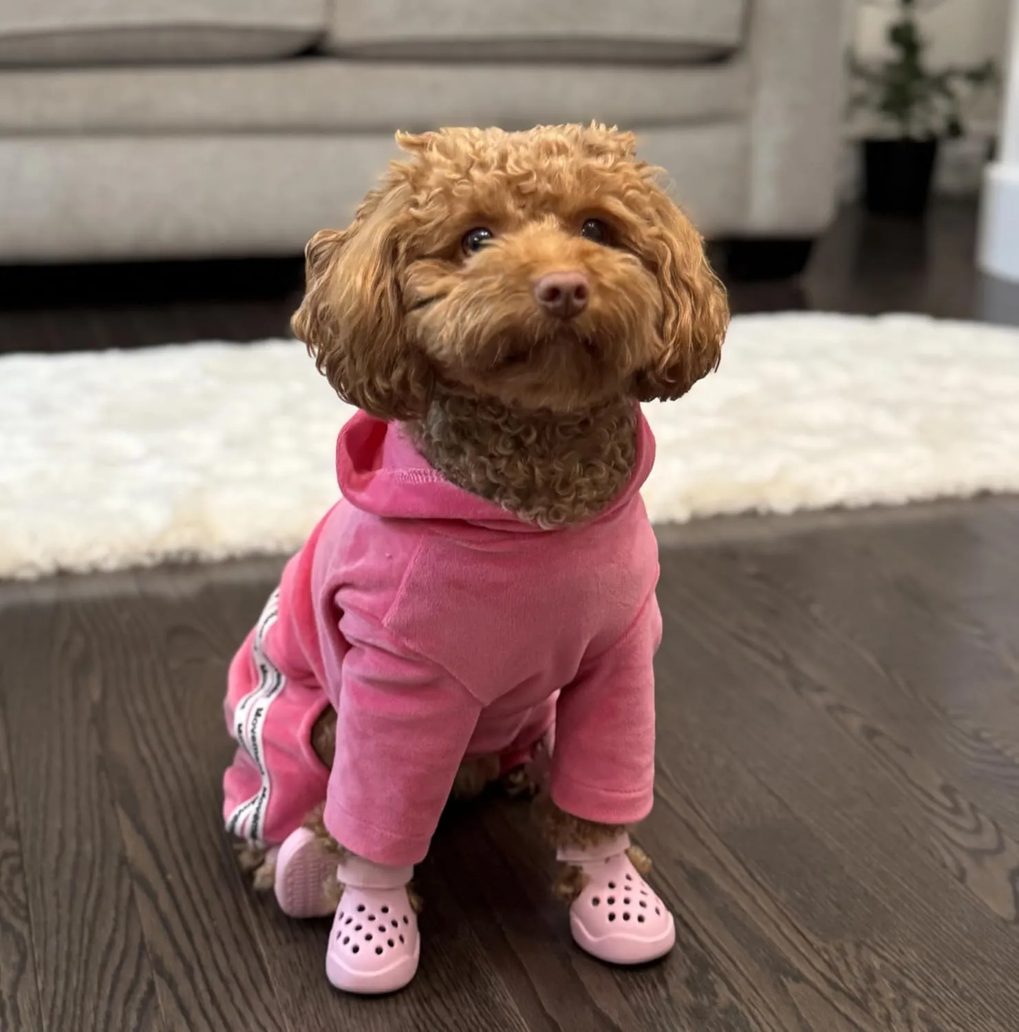 Dog Shoes: Non-Slip Waterproof Sandals for Hot Pavement & Winter, Breathable Perforated Boots, Large/Medium/Small Sizes, Ideal Paw Protector, Outdoor Clog Booties (Purple,Size 3: (2.24’’x1.85’’)(L*W))
